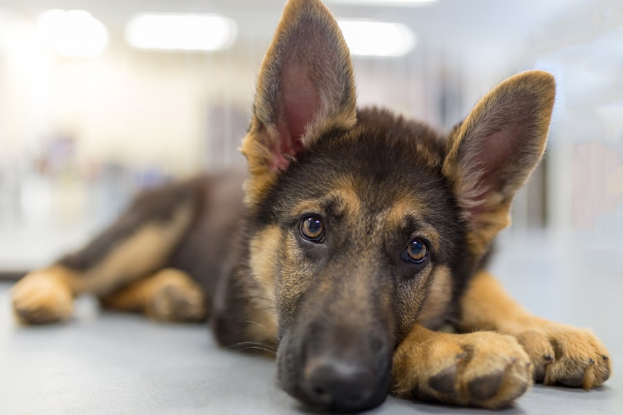 German Shepherd German Shepherd dogs for sale