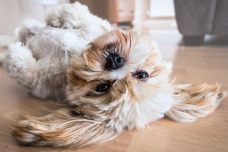 shih tzu Shih Tzu dogs for sale