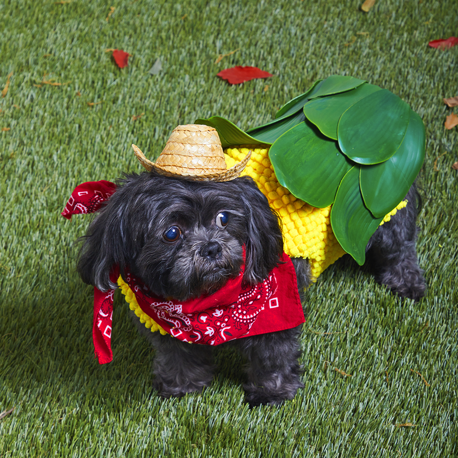 halloween 2
