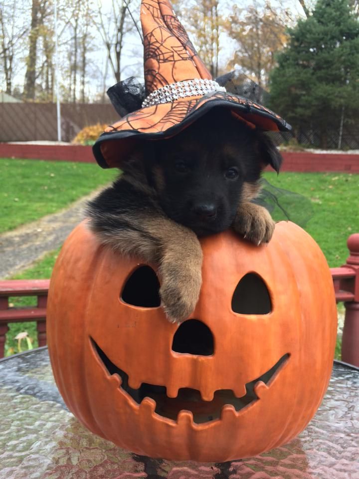 halloween 3