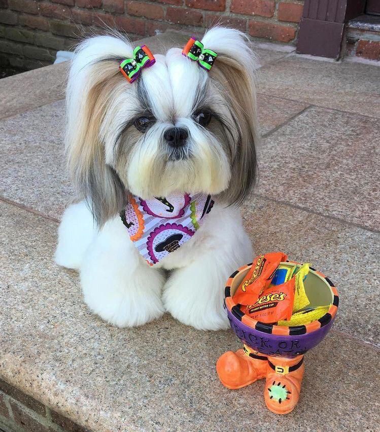 shih tzu cute