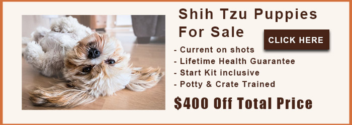 Shih Tzu For Sale Near Me teacup shih tzus