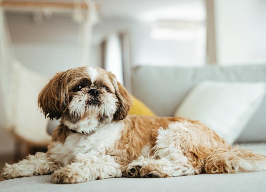 mistakes dog owners make