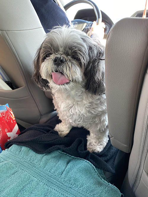 shih tzu 1
