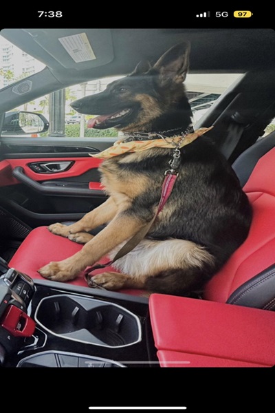 German Shepherd 1