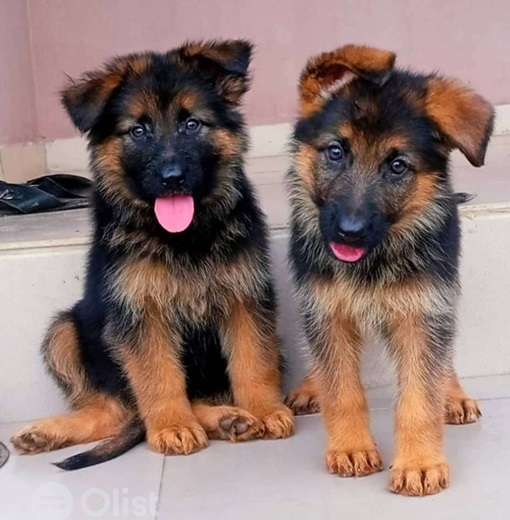 Do German Shepherd Dogs Have Separation Anxiety?