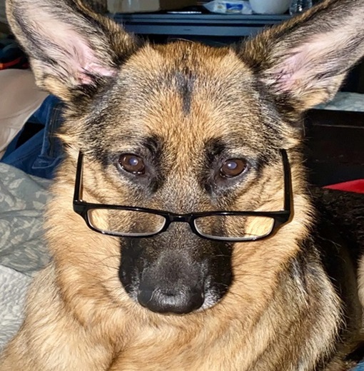 Are German Shepherd Dogs Smart?
