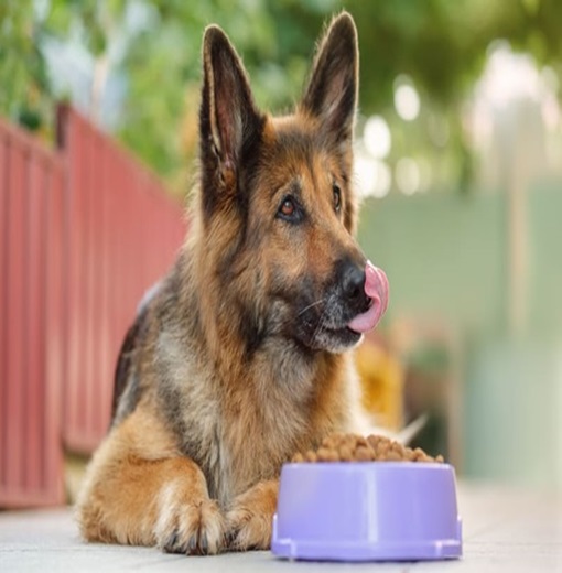Best Immune Boosting Foods For Your Dog