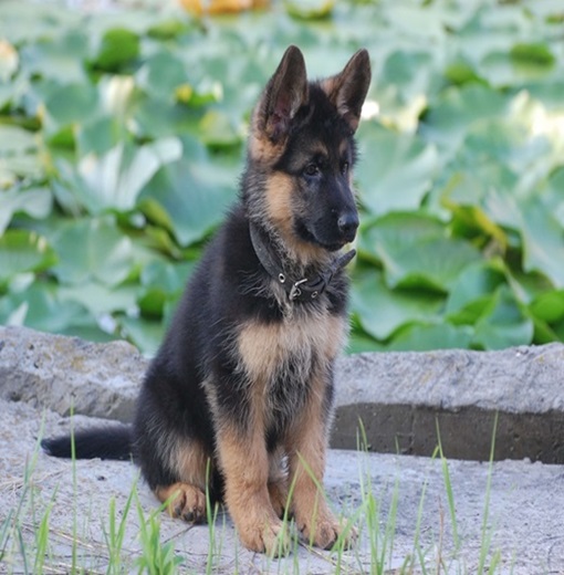 Signs Your Dog Is Depressed